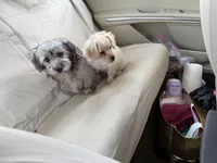 Pookie, a male Yorkipoo and Havanese for sale in Orlando, FL – Photo 4 of 4