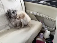 Pookie, a male Yorkipoo and Havanese for sale in Orlando, FL – Photo 1 of 4