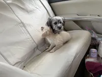 Pookie, a male Yorkipoo and Havanese for sale in Orlando, FL – Photo 3 of 4