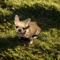 processed/5b30a4fb-c2fe-41bb-a039-32076a26f628/listing/0bddf041-e09e-4947-87da-cd1d1e55fdeb/3e7f7039-d16f-44e0-8f58-3a69df79627c