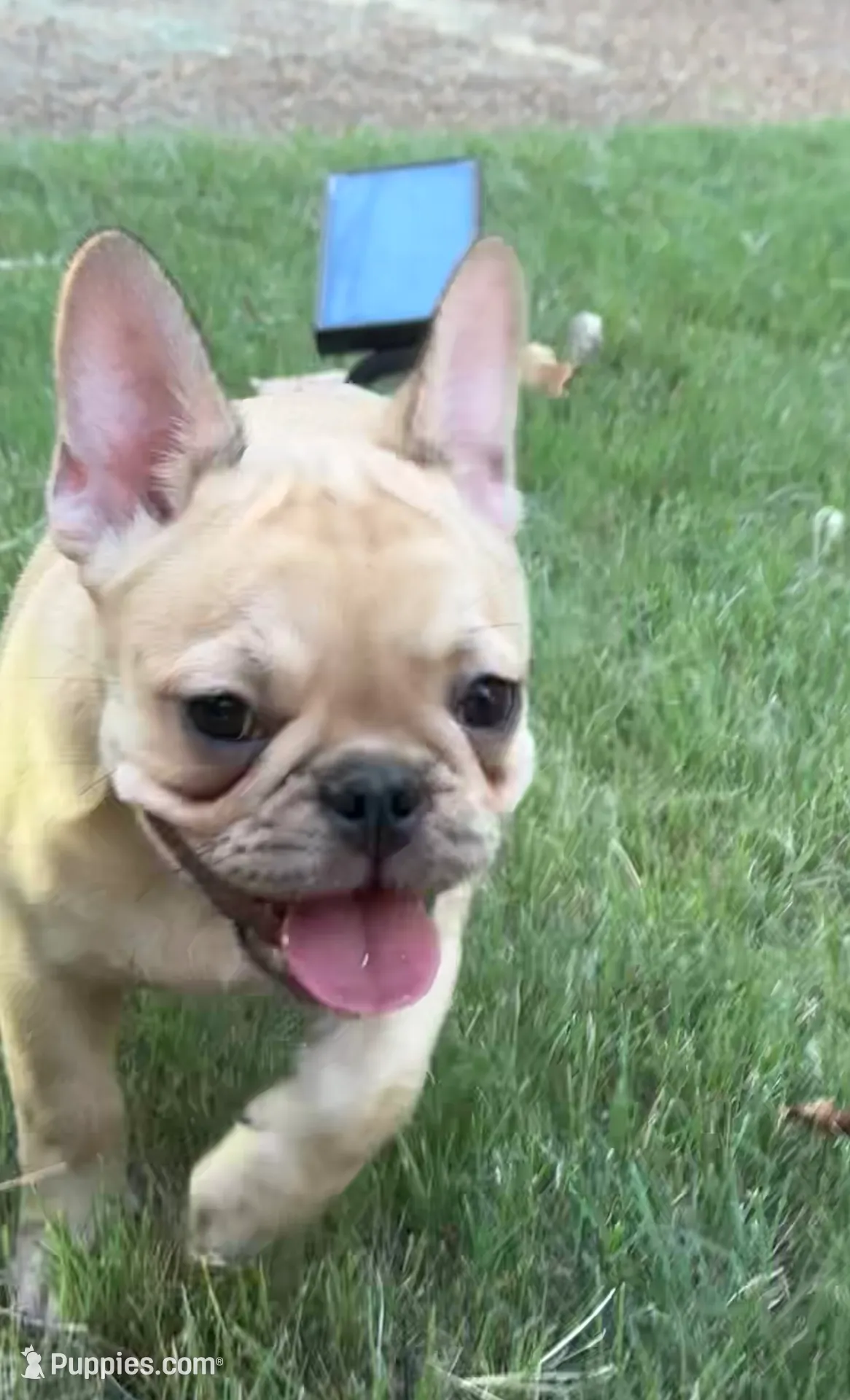 Sophie, a female French Bulldog for sale in Memphis, TN – Photo 2 of 4