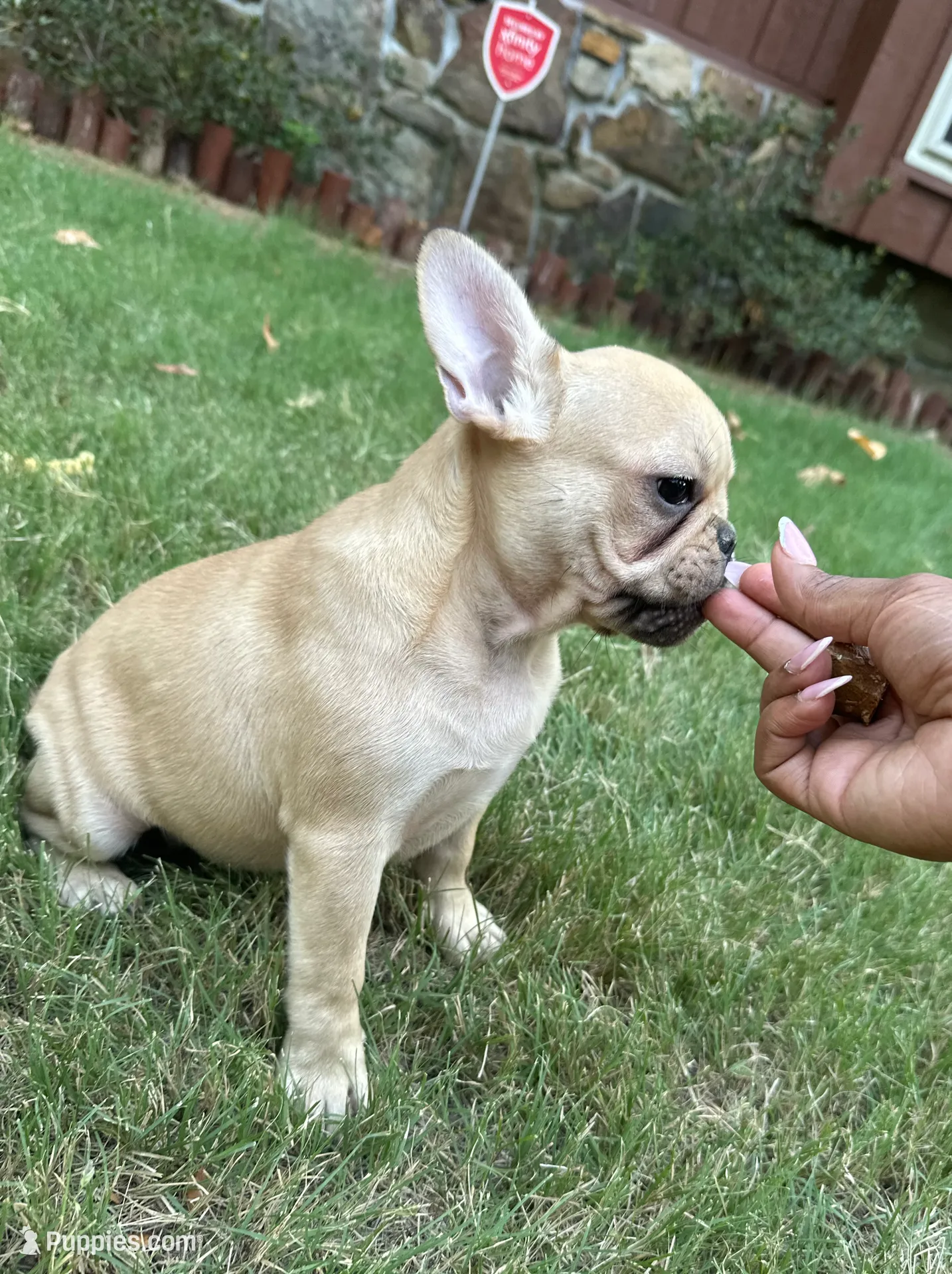 Sophie, a female French Bulldog for sale in Memphis, TN – Photo 3 of 4