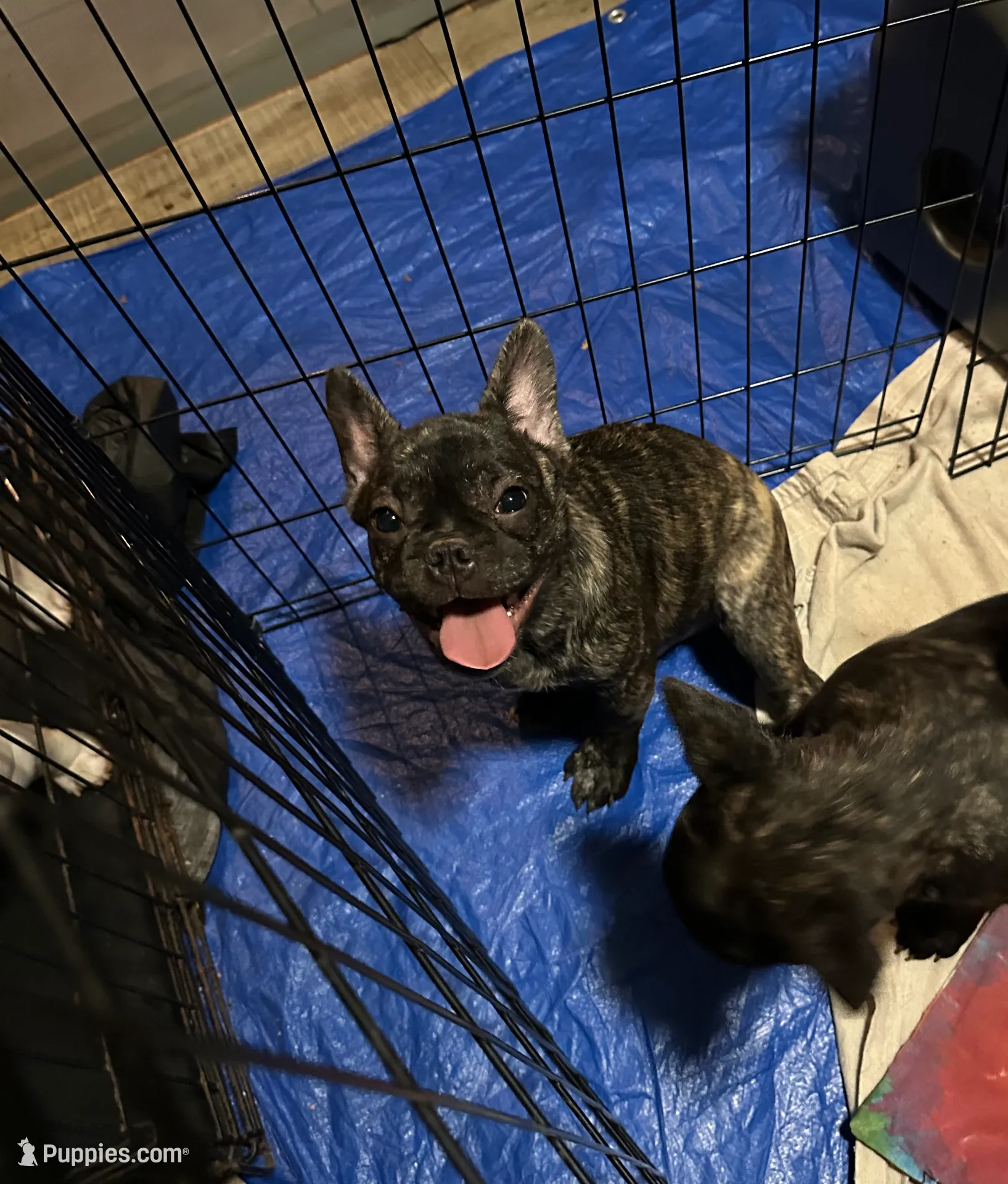 Luca, a male French Bulldog for sale in Memphis, TN – Photo 4 of 5