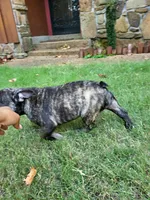 Luca, a male French Bulldog for sale in Memphis, TN – Photo 3 of 5