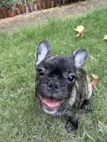 Luca, a male French Bulldog for sale in Memphis, TN – Photo 5 of 5