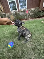 Luca, a male French Bulldog for sale in Memphis, TN – Photo 2 of 5