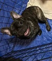 Luca, a male French Bulldog for sale in Memphis, TN – Photo 1 of 5