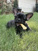 Sadie, a female French Bulldog for sale in Memphis, TN – Photo 1 of 5
