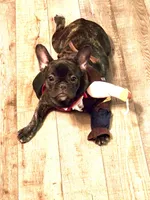 Sadie, a female French Bulldog for sale in Memphis, TN – Photo 5 of 5