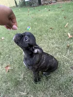 Sadie, a female French Bulldog for sale in Memphis, TN – Photo 4 of 5