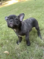 Sadie, a female French Bulldog for sale in Memphis, TN – Photo 2 of 5