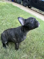 Sadie, a female French Bulldog for sale in Memphis, TN – Photo 3 of 5
