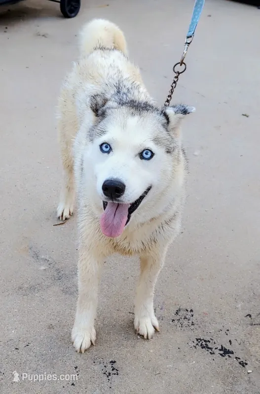 Luna – Siberian Husky puppy for sale in Denver, CO