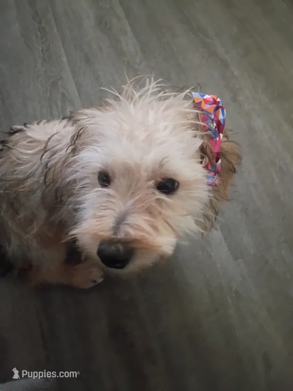 Mapple – Yorkipoo puppy for sale in Denver, CO