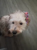 Mapple, a female Yorkipoo for sale in Denver, CO – 1 of 10