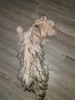 Mapple, a female Yorkipoo for sale in Denver, CO – 9 of 10