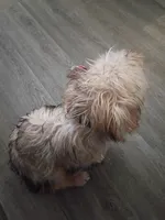 Mapple, a female Yorkipoo for sale in Denver, CO – 5 of 10