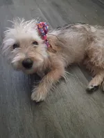 Mapple, a female Yorkipoo for sale in Denver, CO – 10 of 10