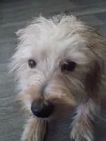Mapple, a female Yorkipoo for sale in Denver, CO – 8 of 10