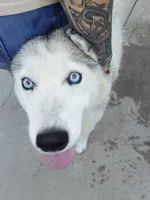 Luna, a female Siberian Husky for sale in Denver, CO – 4 of 5