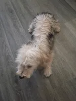 Mapple, a female Yorkipoo for sale in Denver, CO – 2 of 10