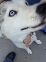 Luna, a female Siberian Husky for sale in Denver, CO – 3 of 5