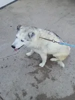 Luna, a female Siberian Husky for sale in Denver, CO – 5 of 5