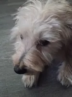 Mapple, a female Yorkipoo for sale in Denver, CO – 4 of 10