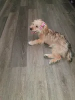 Mapple, a female Yorkipoo for sale in Denver, CO – 6 of 10