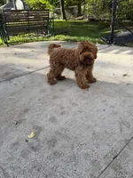 Max, a male Goldendoodle for sale in Minneapolis, MN – 2 of 2