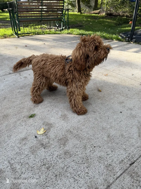 Max – Goldendoodle puppy for sale in Minneapolis, MN