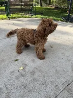Max, a male Goldendoodle for sale in Minneapolis, MN – 1 of 2