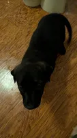 Stevie , a female German Shepherd Dog for sale in Fort Smith, AR – 3 of 3
