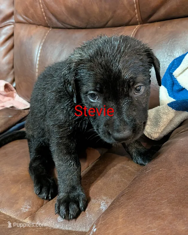 Stevie  – German Shepherd Dog puppy for sale in Fort Smith, AR