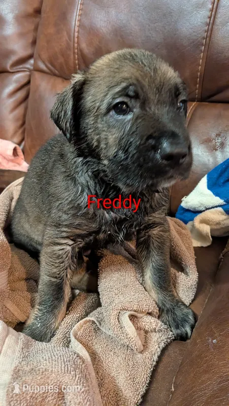 Freddy – German Shepherd Dog puppy for sale in Fort Smith, AR