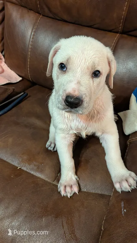Ghost – German Shepherd Dog puppy for sale in Fort Smith, AR