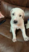 Ghost, a male German Shepherd Dog for sale in Fort Smith, AR – 1 of 3