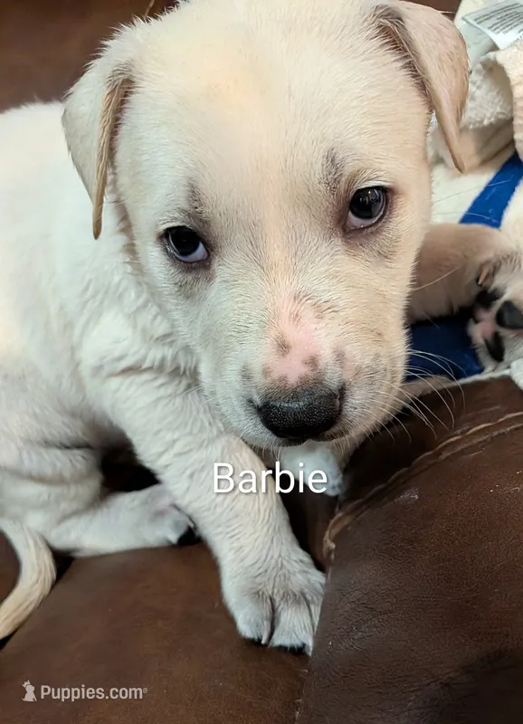 Barbie – German Shepherd Dog puppy for sale in Fort Smith, AR