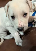 Barbie, a female German Shepherd Dog for sale in Fort Smith, AR – 1 of 3
