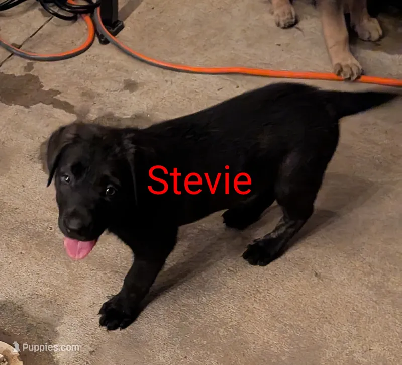 Stevie  – German Shepherd Dog puppy for sale in Fort Smith, AR