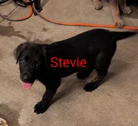 Stevie , a female German Shepherd Dog for sale in Fort Smith, AR – 1 of 3