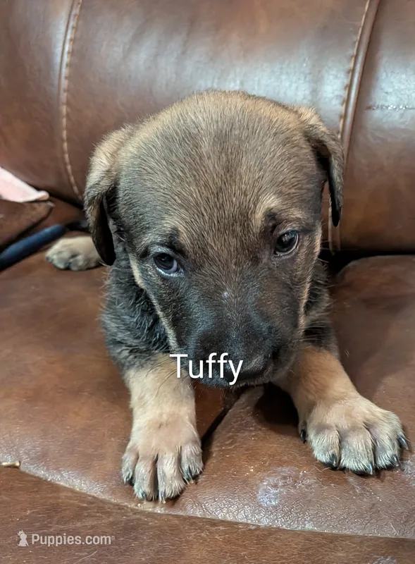 Tuffy  – German Shepherd Dog puppy for sale in Fort Smith, AR