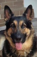 Barbie, a female German Shepherd Dog for sale in Fort Smith, AR – 2 of 3