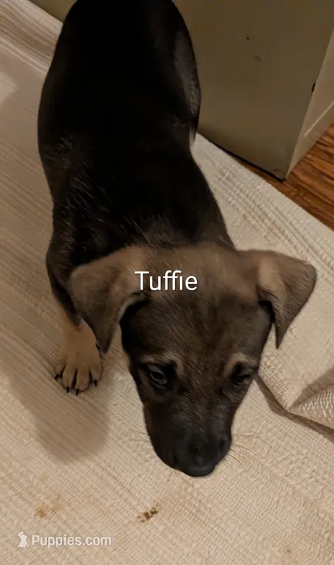 Tuffie – German Shepherd Dog puppy on hold in Fort Smith, AR