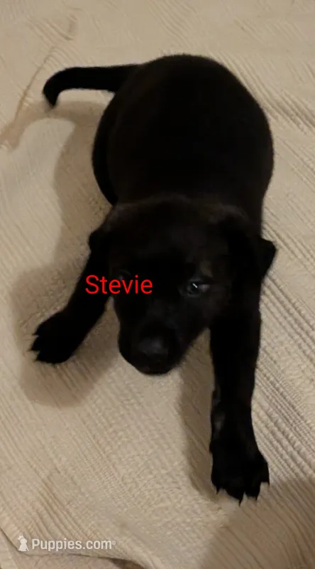 Stevie  – German Shepherd Dog puppy for sale in Fort Smith, AR