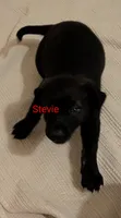 Stevie , a female German Shepherd Dog for sale in Fort Smith, AR – 2 of 3