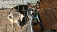 Roy, a male German Shepherd Dog for sale in Fort Smith, AR – 3 of 3