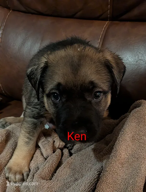 Ken – German Shepherd Dog puppy for sale in Fort Smith, AR