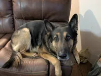 Stevie , a female German Shepherd Dog for sale in Fort Smith, AR – 3 of 3