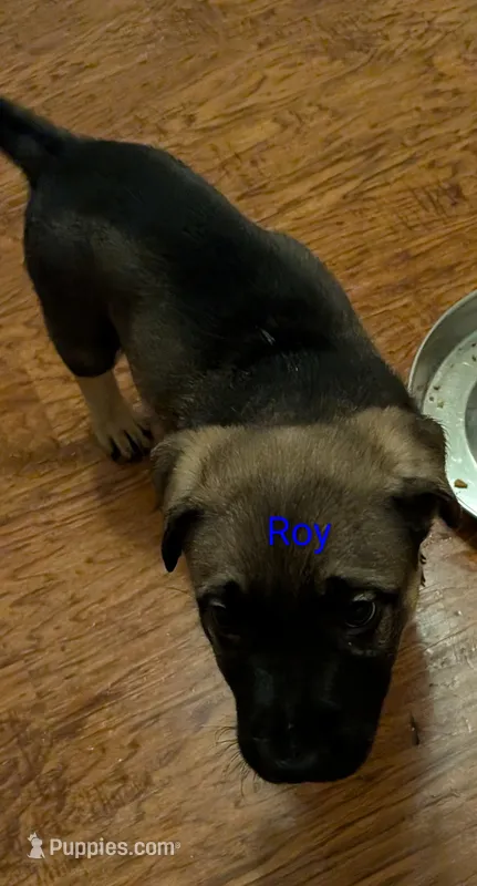 Roy – German Shepherd Dog puppy for sale in Fort Smith, AR